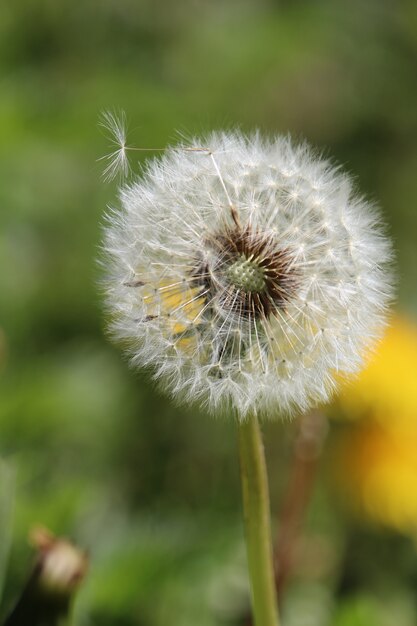 Verticale close-up shot van een paardebloem