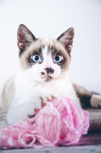Verticale close-up shot van een schattige bruine en witte blauwogige kat spelen met een bal van wol