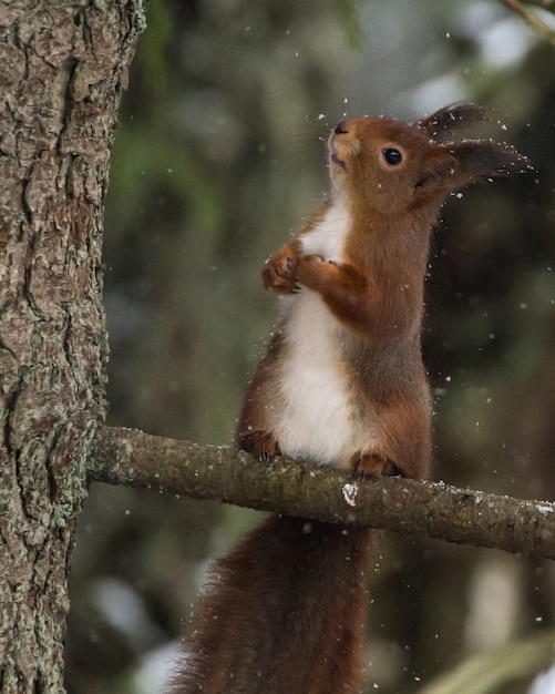 Verticale close-up shot van een schattige kleine eekhoorn zittend op een boomtak met een onscherpe achtergrond