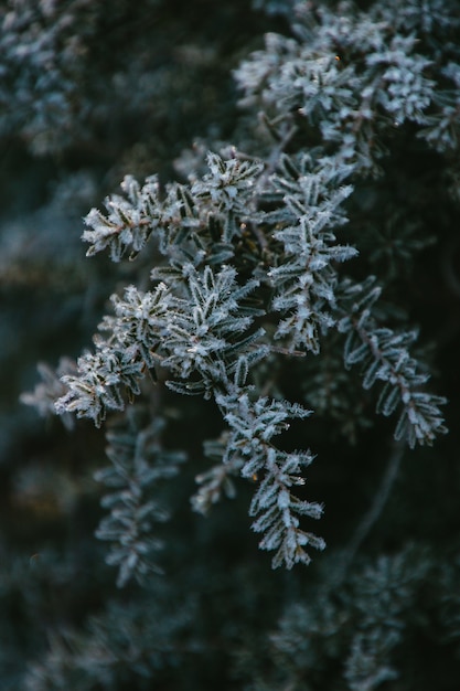 Gratis foto verticale close-up shot van frosted takken van een groene boom in de winter