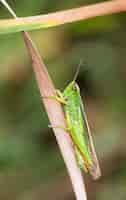 Gratis foto verticale close-up shot van groene sprinkhaan op een gedroogd blad