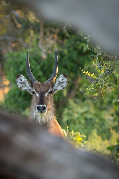 Verticale close-up shot van het hoofd van een hert met mooie hoorns