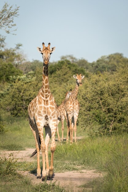 Verticale close-up shot van schattige giraffen wandelen tussen de groene bomen in de wildernis