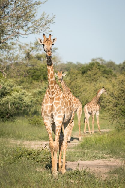 Verticale close-up shot van schattige giraffen wandelen tussen de groene bomen in de wildernis