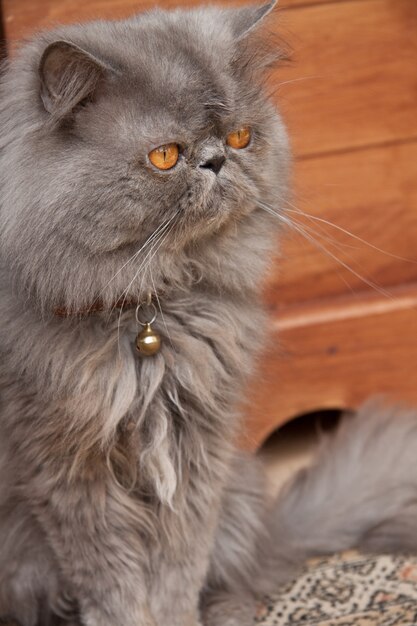 Verticale close-up shot van schattige Perzische kat, zittend op de houten vloer