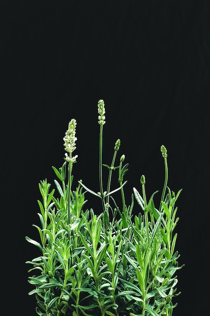 Verticale close-up shot van witte lavendel bloemen geïsoleerd op een zwarte