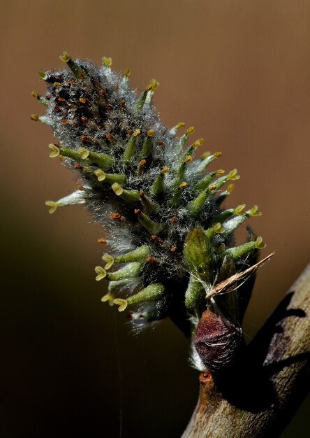 Verticale close-up van bloeiende wilg op een boom