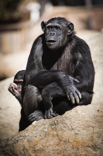 Gratis foto verticale close-up van chimpansees zittend op een rots tijdens een zonnige dag