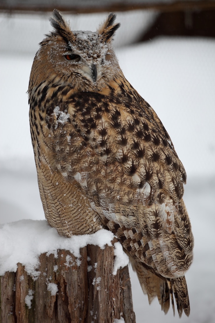 Gratis Foto verticale close-up van een grote gehoornde uil die zich tijdens de sneeuwval op het hout bevindt