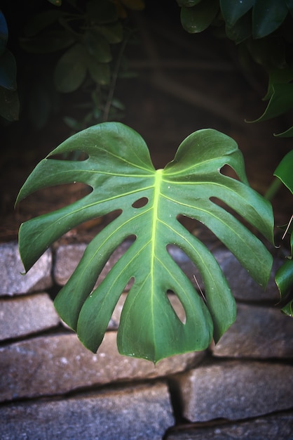 Gratis foto verticale close-up van een monstera-plantblad
