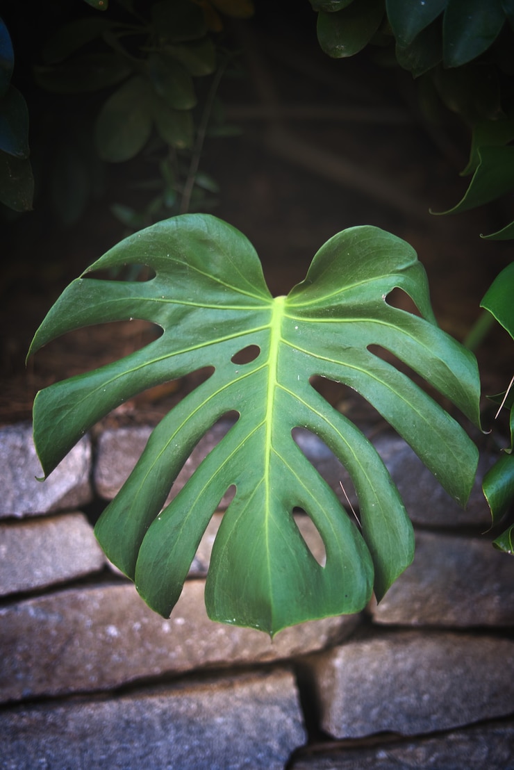 Gratis Foto verticale close-up van een monstera-plantblad