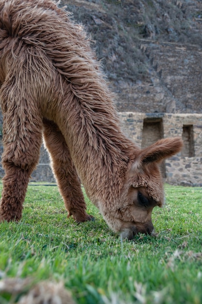 Gratis foto verticale close-up van een pluizige bruine lama die gras eet