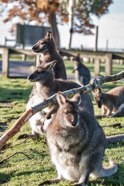 Verticale close-up van schattige wallaby's zitten in het veld