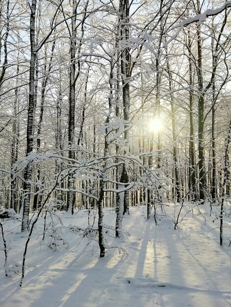 Verticale foto van een bos bedekt met bomen en sneeuw onder het zonlicht in Larvik in Noorwegen