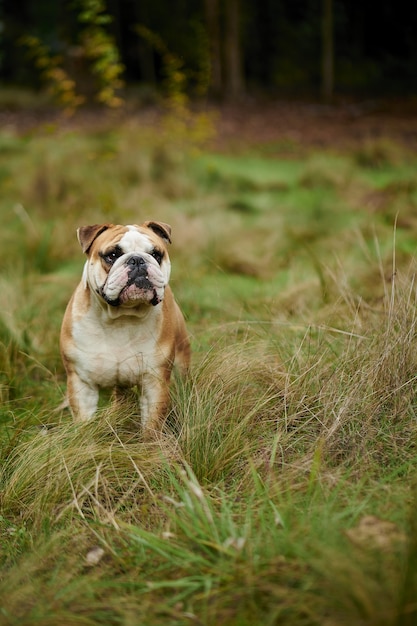 Verticale foto van Engelse Bulldogge in het veld
