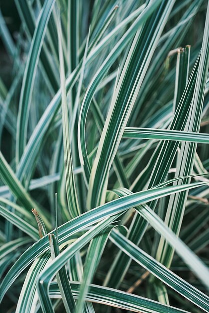 Verticale frameplons of achtergrondidee Phalaris arundinacea of kanarie Gestreept grasgebladerte met groene en witte bladerenachtergrond of plons voor natuurbanner