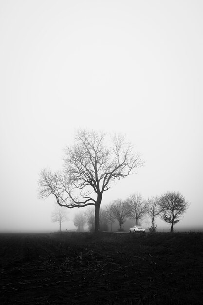 Verticale grijstintenopname van een mysterieus veld bedekt met mist