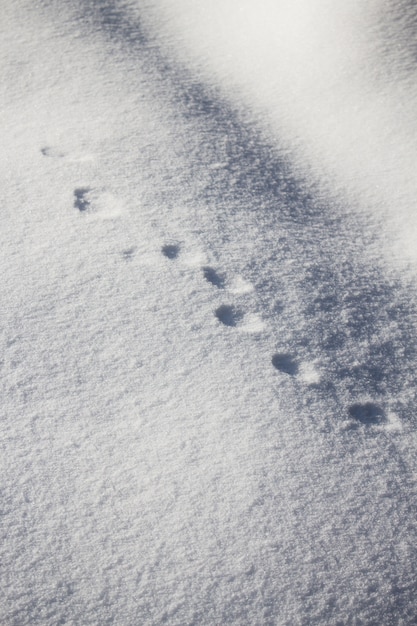 Verticale hoge hoek die van ronde dierlijke voetafdrukken in de sneeuw is ontsproten