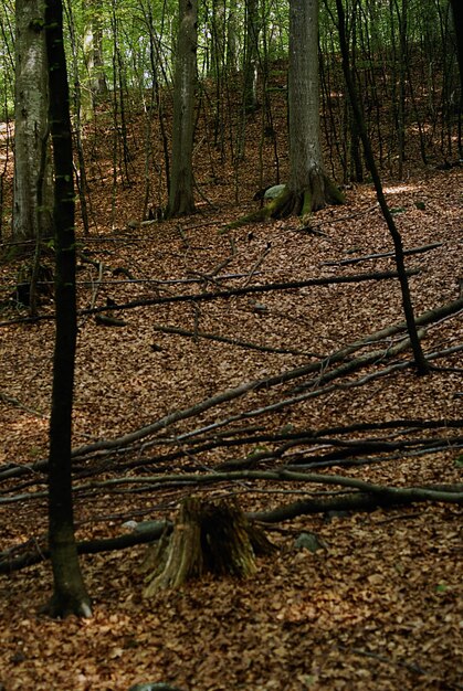 Verticale hoge hoek shot van stukken hout op de grond gevallen met droge bladeren in het bos