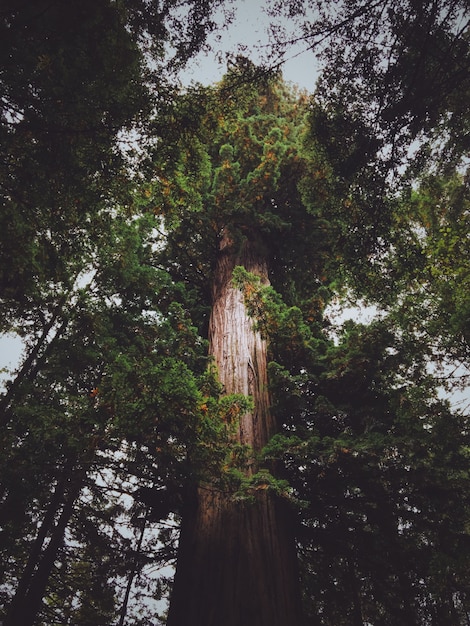 Verticale lage hoek die van een hoge boom in het bos is ontsproten