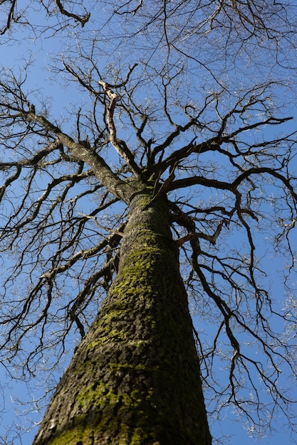 Verticale lage hoek die van een met mos bedekte boomstam is ontsproten onder de heldere blauwe hemel