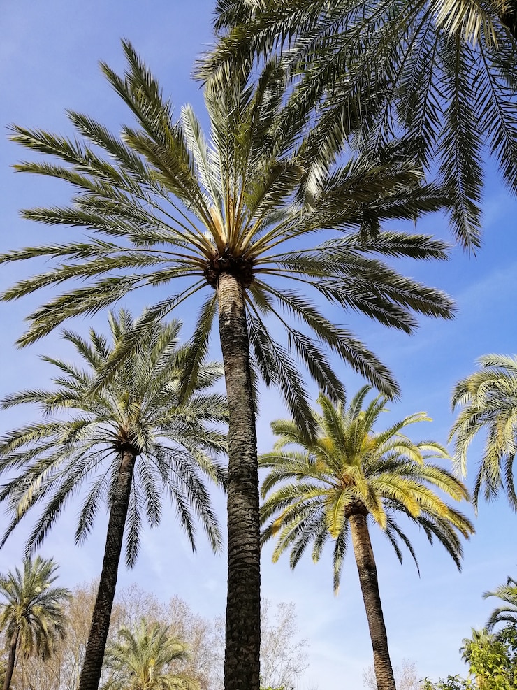 Gratis Foto verticale lage hoek die van palmen met de blauwe hemel is ontsproten
