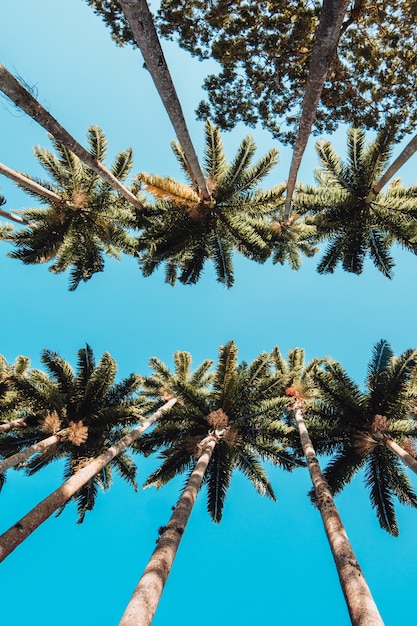 Gratis foto verticale lage hoek shot van de palmbomen in rio botanical garden