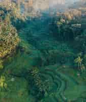 Gratis foto verticale luchtfoto van met gras begroeide heuvels en palmbomen overdag