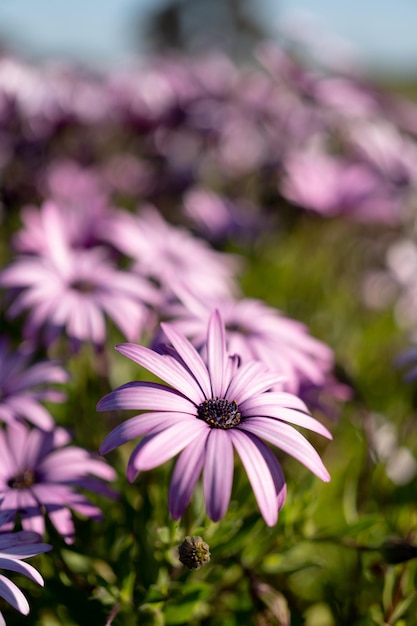 Gratis foto verticale opname van afrikaanse madeliefjes die groeien in een tuin onder het zonlicht met een wazige achtergrond