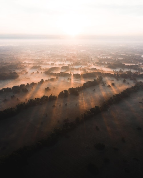 Gratis foto verticale opname van bomen in velden bedekt met mist onder het zonlicht, perfect voor achtergronden