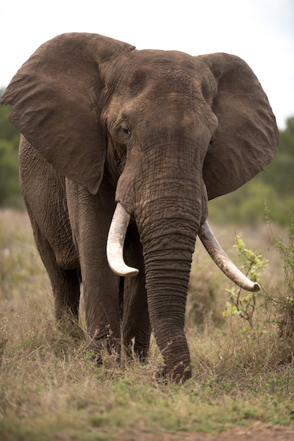 Gratis foto verticale opname van een afrikaanse olifant met een onscherpe achtergrond