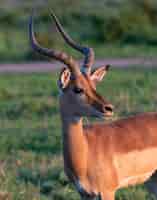 Gratis foto verticale opname van een antilope die in een groen veld staat