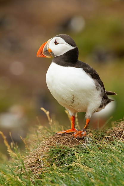 Gratis foto verticale opname van een atlantische papegaaiduiker op de grond onder het zonlicht