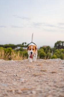 Verticale opname van een beagle-hond die buiten loopt met zijn tong uit