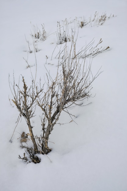 Verticale opname van een bladloze plant bedekt met sneeuw