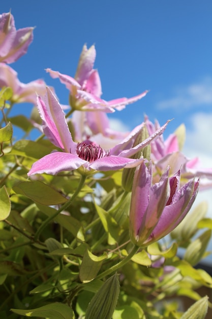 Verticale opname van een bloem van Clematis Nelly Moser in een veld onder het zonlicht