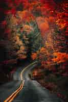 Gratis foto verticale opname van een bochtige weg in een bos bedekt met vergelende bomen en gedroogde bladeren in de herfst