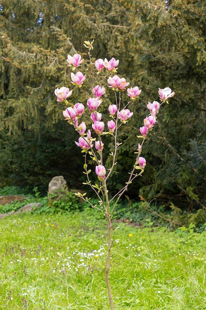 Verticale opname van een boom met roze bloemen, omringd door andere bomen
