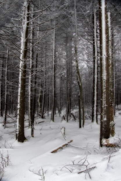 Verticale opname van een bos bedekt met sneeuw in de winter