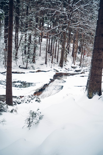 Verticale opname van een bos met hoge bomen bedekt met sneeuw