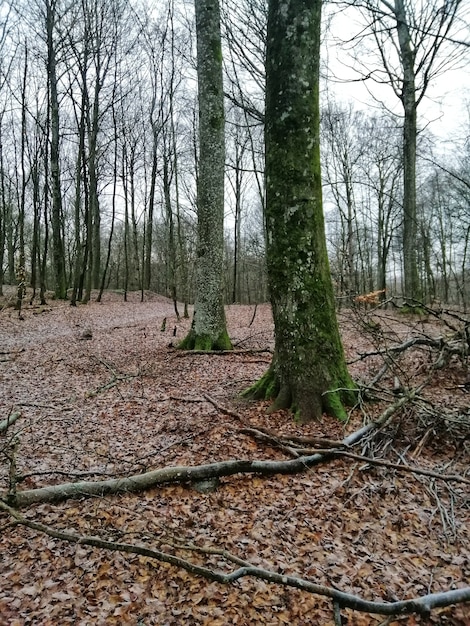 Verticale opname van een bos vol hoge bomen in Larvik, Noorwegen