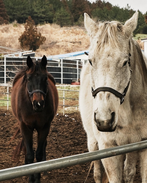 Verticale opname van een bruin paard en een wit paard op een ranch