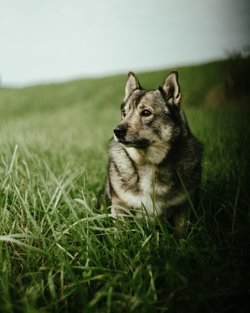 Verticale opname van een Duitse herder in een veld