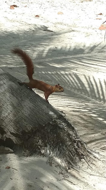 Gratis foto verticale opname van een eekhoorn op een boom op het strand