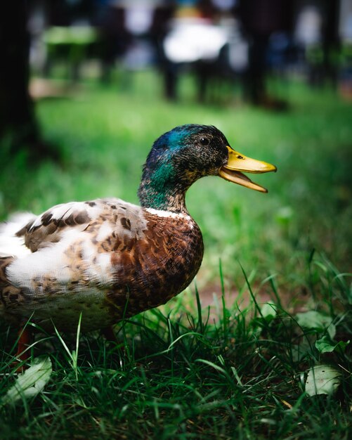 Verticale opname van een eend in een park op een onscherpe achtergrond