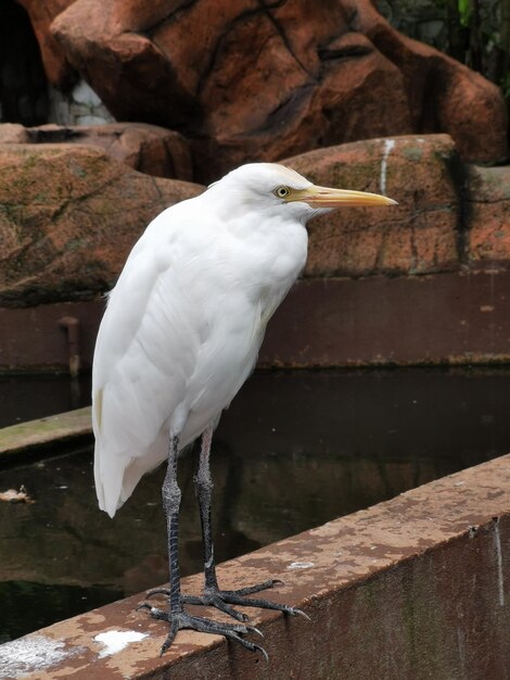 Verticale opname van een Egyptische reiger