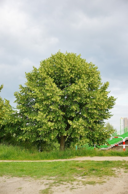 Verticale opname van een enkele groene verse boom overdag