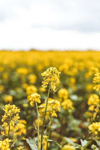 Verticale opname van een enorme koolzaadplantage onder een bewolkte hemel