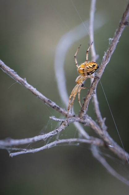 Gratis foto verticale opname van een enorme spin in hun natuurlijke omgeving