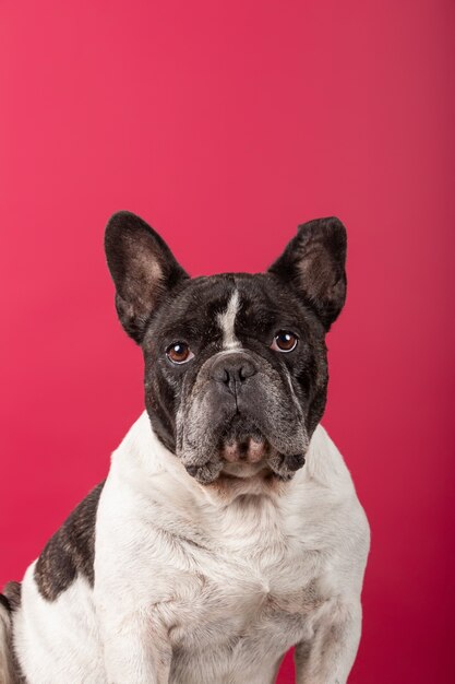 Verticale opname van een Franse bulldog op rood kijkend naar de camera